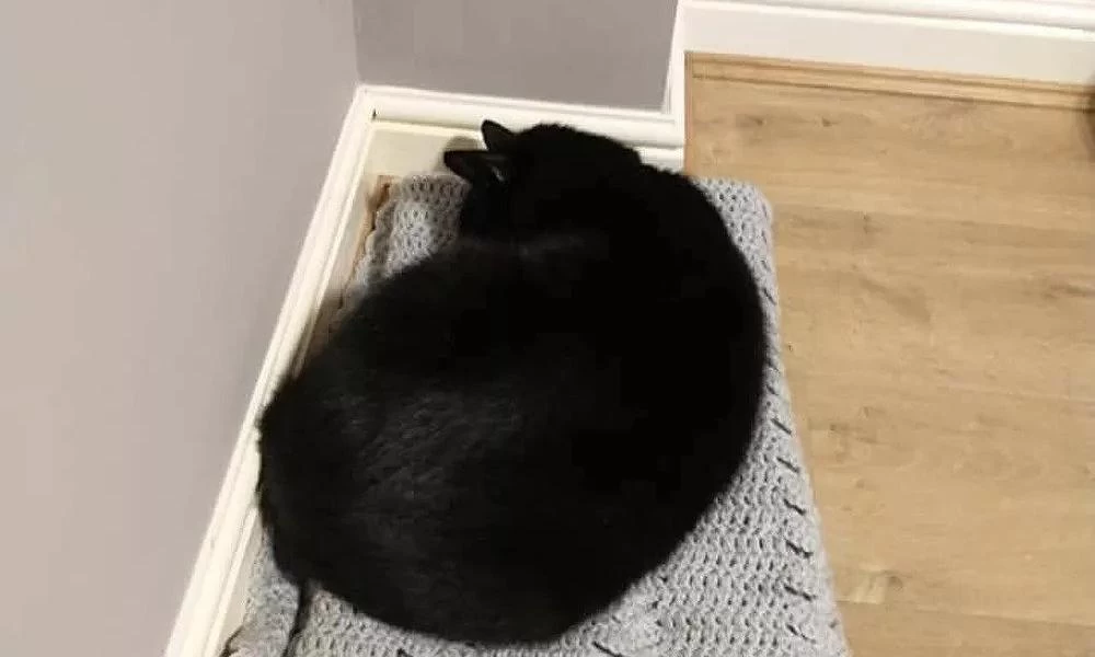 Τυφλή γάτα επέστρεψε στους αγαπημένους της